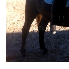 Trust-your-Horse Anreite-Coaching