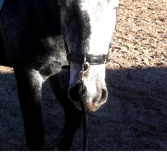 Trust-your-Horse Anreite-Coaching