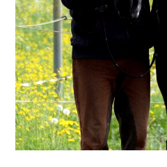 Trust-your-Horse Klassische Bodenarbeit