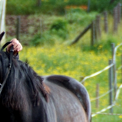 Trust-your-Horse Klassische Bodenarbeit