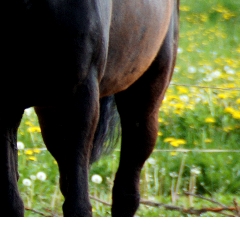 Trust-your-Horse Klassische Bodenarbeit