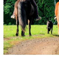 Trust-your-Horse Geländetraining