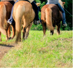 Trust-your-Horse Geländetraining