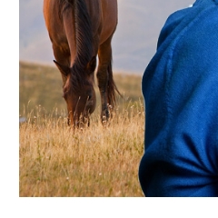 Trust-your-Horse Mentalcoaching