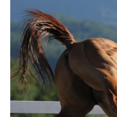 Trust-your-Horse Problempferdearbeit