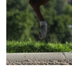 Trust-your-Horse Problempferdearbeit