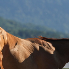 Trust-your-Horse Problempferdearbeit