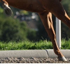 Trust-your-Horse Problempferdearbeit