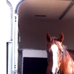 Trust-your-Horse Verladetraining